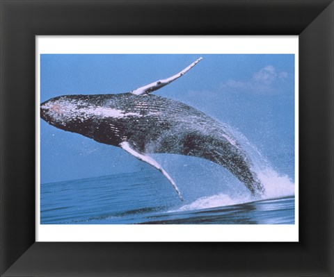 Framed Humpback whale breaching Print