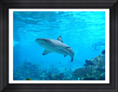 Framed Shark Underwater Print