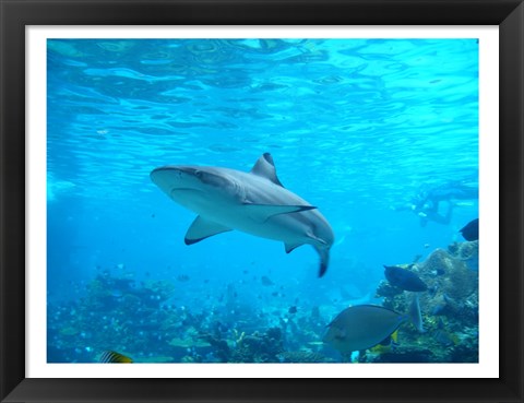 Framed Shark Underwater Print