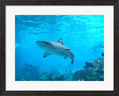 Framed Shark Underwater Print