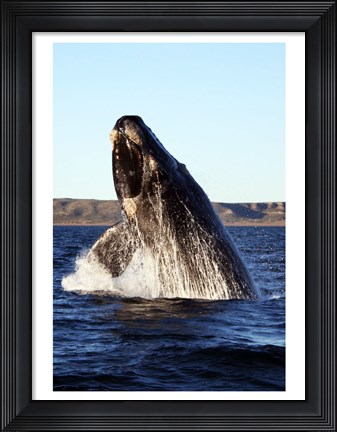 Framed Southern right whale Print