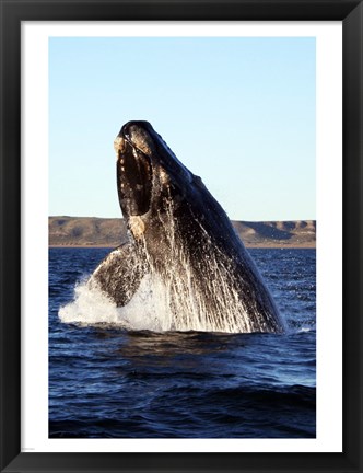 Framed Southern right whale Print