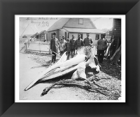 Framed Sperm Whale Head Print