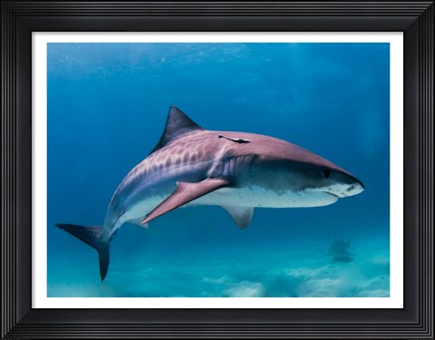 Framed Tiger Shark Print