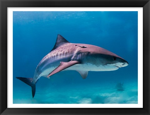 Framed Tiger Shark Print