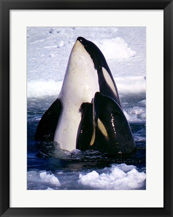 Framed Type C Orcas Print