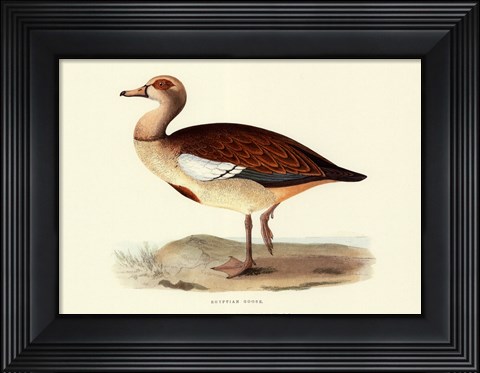 Framed Egyptian Goose Print