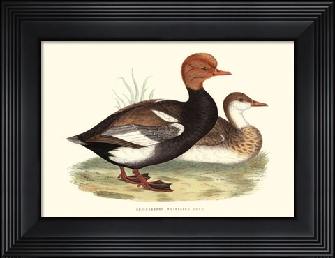 Framed Red-Crested Whistling Duck Print