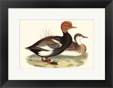 Framed Red-Crested Whistling Duck Print