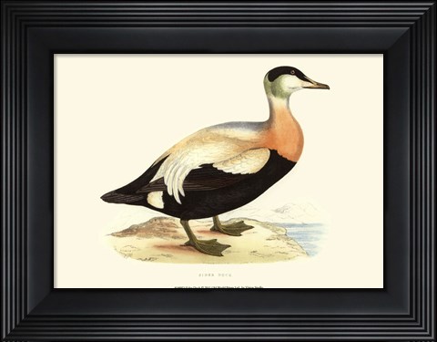 Framed Eider Duck Print