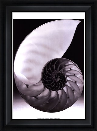 Framed Shell I Print