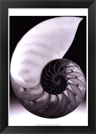 Framed Shell I Print