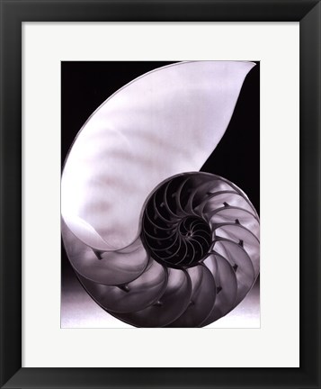 Framed Shell I Print