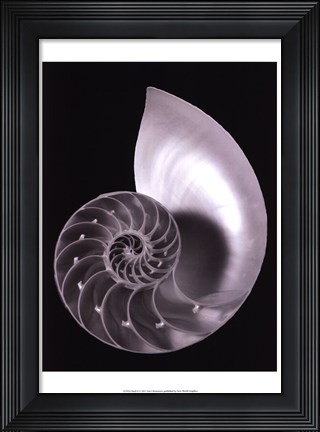 Framed Shell II Print