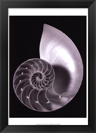 Framed Shell II Print