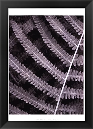 Framed Fern I Print