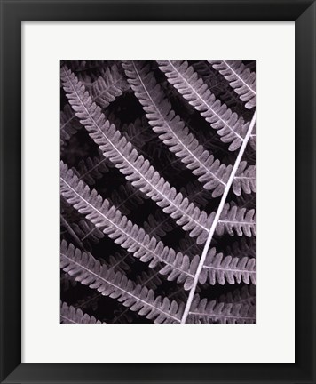 Framed Fern I Print