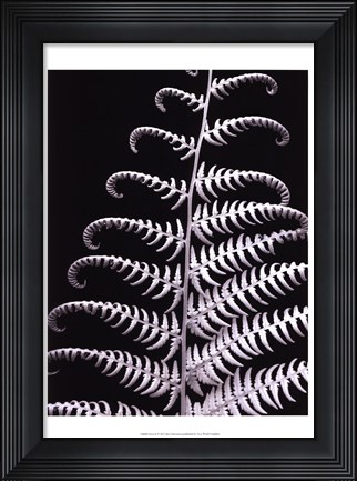 Framed Fern II Print