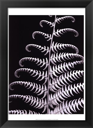 Framed Fern II Print