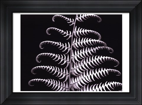 Framed Fern III Print