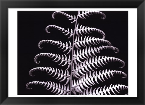 Framed Fern III Print