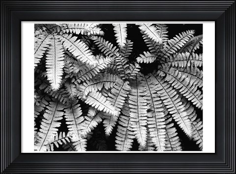Framed Fern IV Print