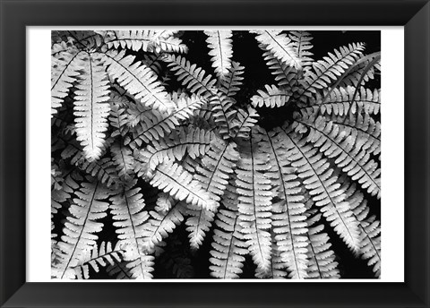 Framed Fern IV Print