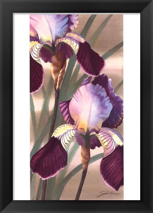 Framed Asian Iris II Print