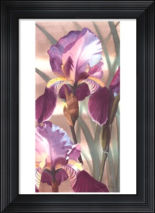 Framed Asian Iris I Print