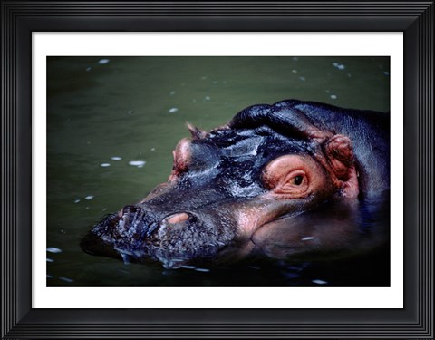 Framed Close-up of a hippopotamus in water (Hippopotamus amphibius) Print