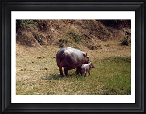 Framed Africa, Hippopotamus (Hippopotamus amphibius) mother with young near Nile River Print