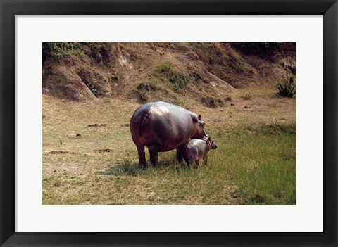 Framed Africa, Hippopotamus (Hippopotamus amphibius) mother with young near Nile River Print