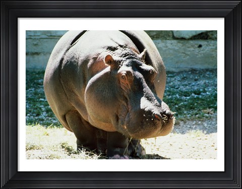 Framed Close-up of a Hippopotamus Print