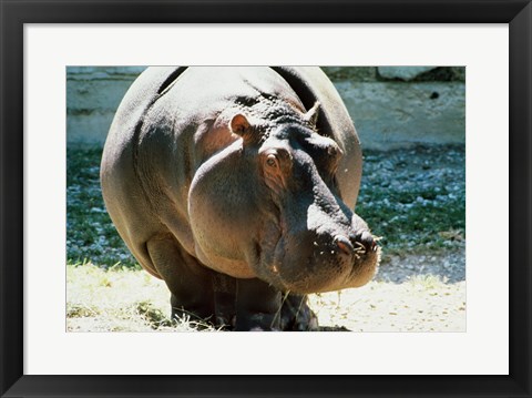 Framed Close-up of a Hippopotamus Print