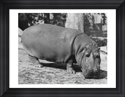 Framed Hippopotamus Black and White Print