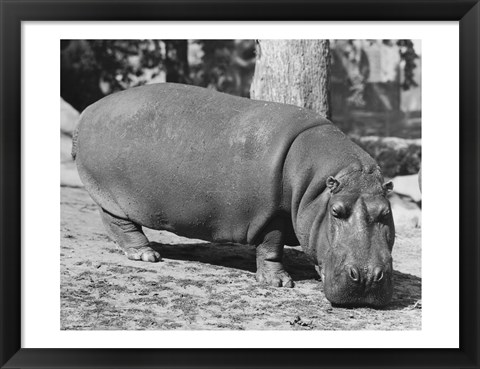 Framed Hippopotamus Black and White Print