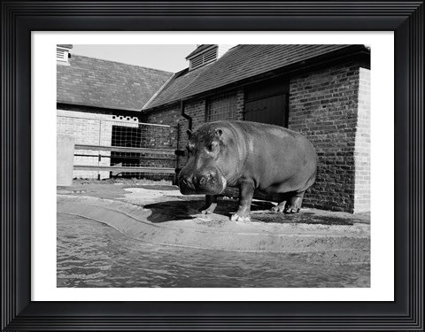 Framed USA, Louisiana, New Orleans, Hippopotamus in zoo Print
