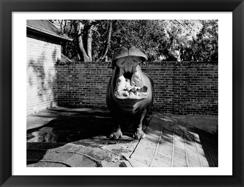 Framed USA, Louisiana, New Orleans, Hippopotamus in zoo yawning Print