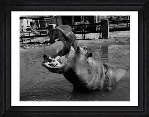 Framed USA, Louisiana, New Orleans, Hippopotamus in zoo Print