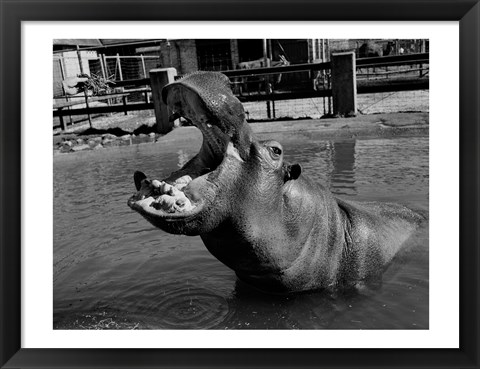Framed USA, Louisiana, New Orleans, Hippopotamus in zoo Print