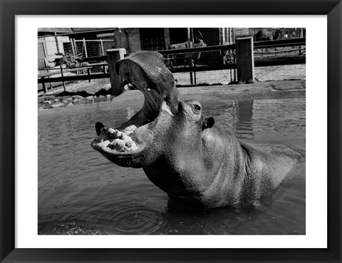 Framed USA, Louisiana, New Orleans, Hippopotamus in zoo Print