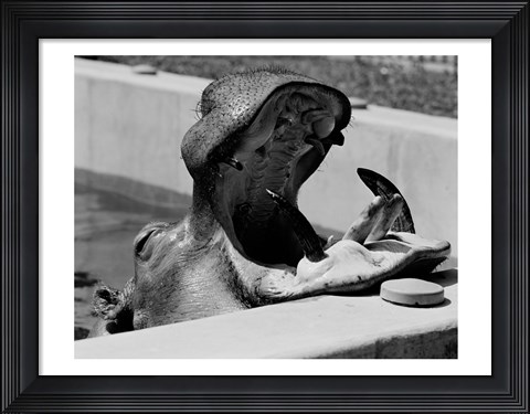 Framed Hippopotamus (Hippopotamus amphibius) in pool Print