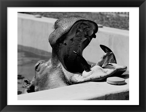 Framed Hippopotamus (Hippopotamus amphibius) in pool Print