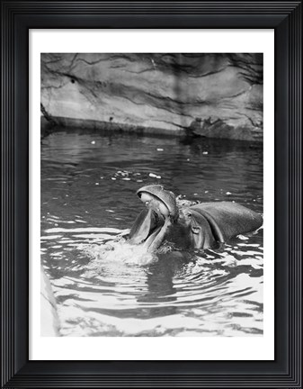 Framed Hippopotamus (Hippopotamus amphibius) in water Print