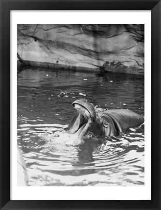 Framed Hippopotamus (Hippopotamus amphibius) in water Print