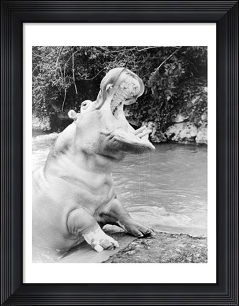 Framed Hippopotamus yawning Print