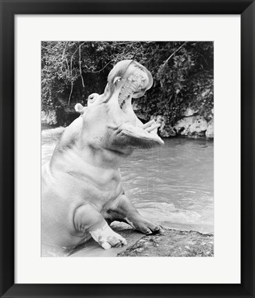 Framed Hippopotamus yawning Print