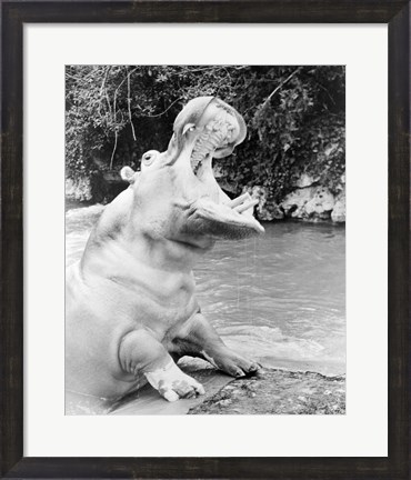Framed Hippopotamus yawning Print
