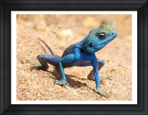 Framed Agama Sinaita  ST 10 Print