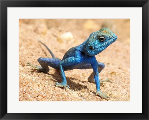 Framed Agama Sinaita  ST 10 Print